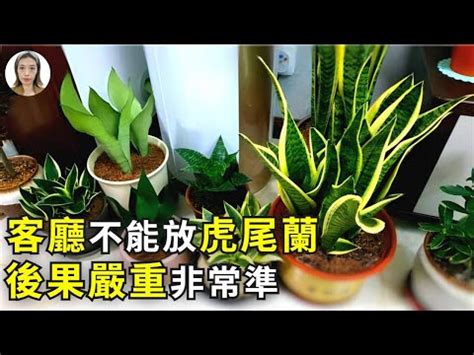 虎尾蘭 辦公室 風水|【虎尾蘭風水】虎尾蘭風水：解厄化煞、招財興運擺放。